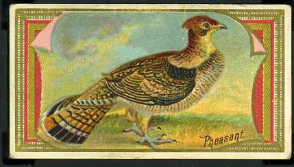 32 Pheasant